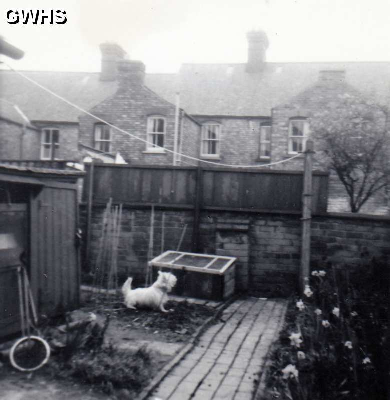 34-826 Back Garden of 31 Albion Street South Wigston with Rizzy the dog late 60's