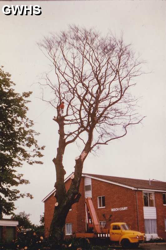 8-8 Felling of Beech Tree killed by nearby building Aylestone Lane