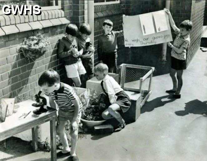 39-256 Bell Street Infants School Wigston 1968 - Biology Class