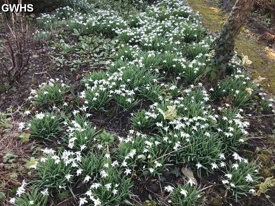 33-686 snowdrops at the Framework Knitters Museum Bushloe End Wigston Magna 2018
