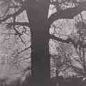 6-75 This Leicestershire Oak tree was sold for £700 before the first world war and felled by Hallam Bros