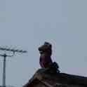 19-433 Gargoyl on house roof in Bull Head Street Wigston Magna May 2012