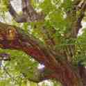 16-005 Chestnut Tree in Bushloe End Opposite The Legion - Orig part of The Elms garden 2011