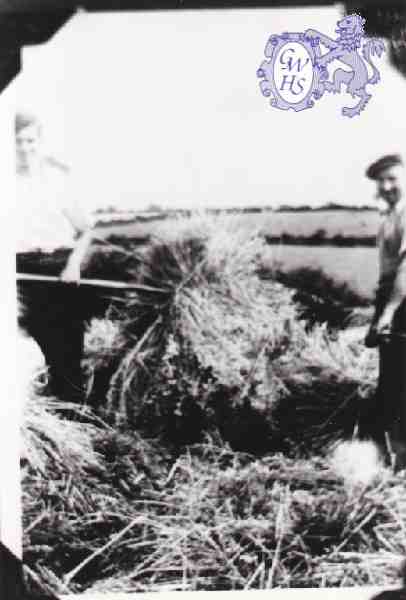 6-37 Freddie Edwards stacking wheat in Wigston Magna