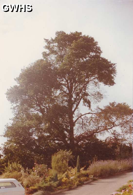 29-656 trees at Wjite Gate Farm Newton Lane Wigston Magna