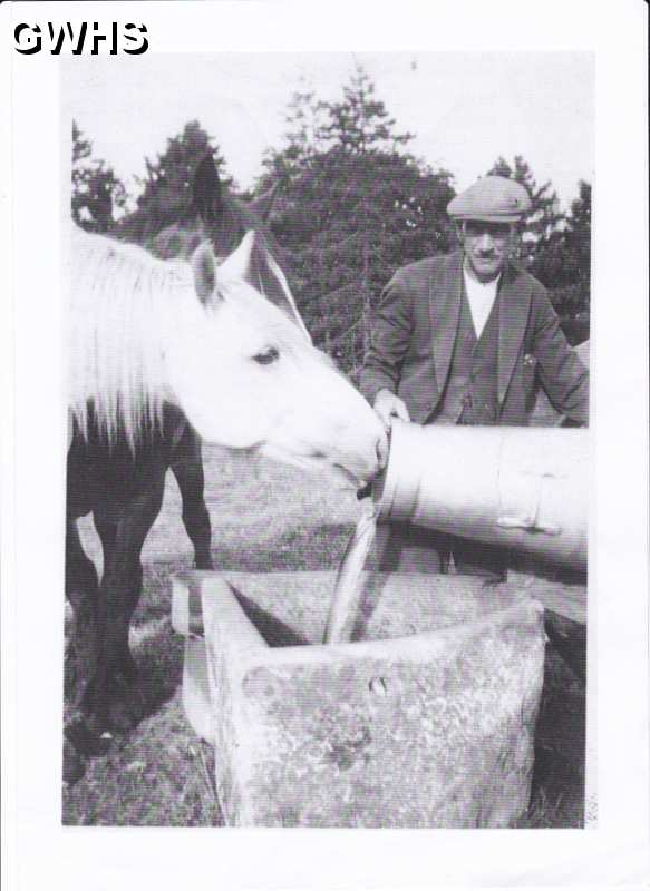 33-749 Tom Roe watering Co-op Dairy horses Wigston Magna 1966