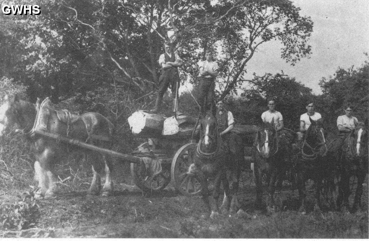 22-395 The Hallum family of tree fellers 1920
