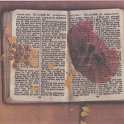 22-520 Les Forryans WW1 Testament 1914 containing original Flanders Poppy