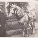 30-202 Tom Roe holding the head of a Co-operative dairy horse in Newgate End Wigston Magna circa 1930