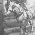 30-202a Tom Roe holding the head of a Co-operative dairy horse in Newgate End Wigston Magna circa 1930