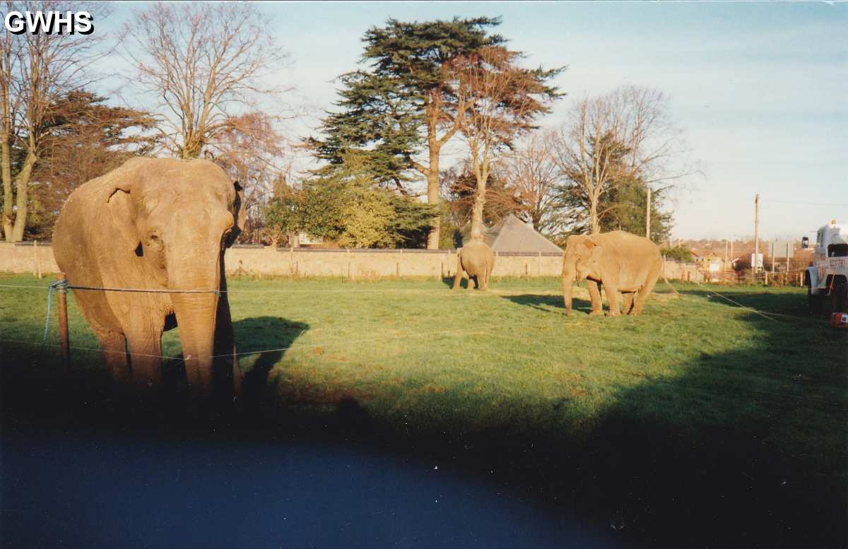 29-658 Elephants in Laundons field next to the cemetery Welford Road Wigston Magna 1995