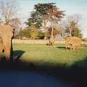 29-658 Elephants in Laundons field next to the cemetery Welford Road Wigston Magna 1995