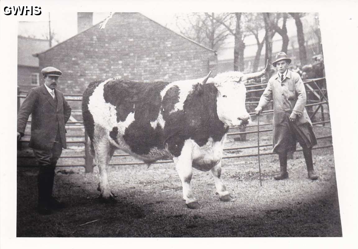 6-32 Bull at Wigston Farm