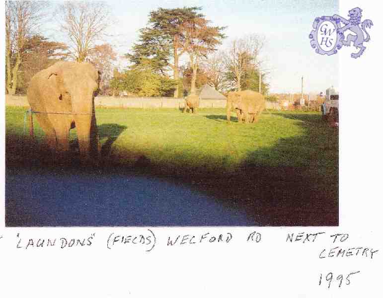 29-652 Elephants in Laundons field next to the cemetery Welford Road Wigston Magna 1995